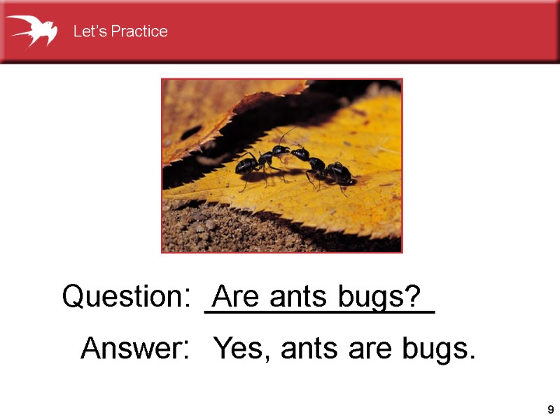 9 Are ants bugs? Question: ____________   Answer:  Yes, ants are bugs.